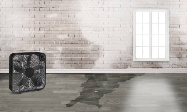 Best Carpet water damage restoration  in Houserville, PA